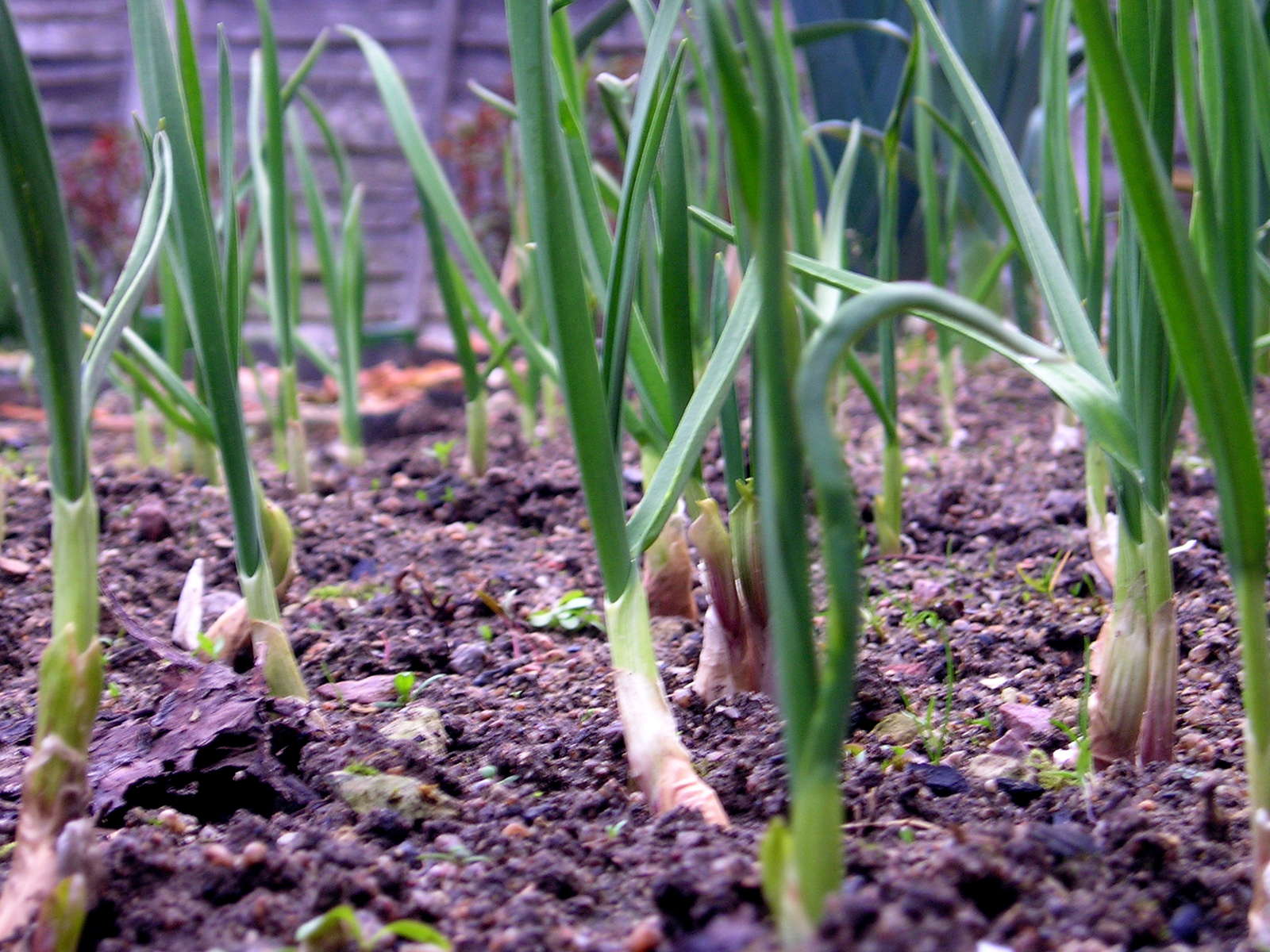 Как посадить лук севок правильно. советуют профессионалы