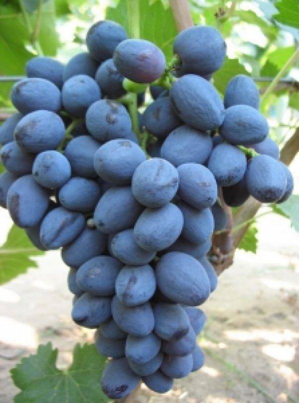 Характеристики и описание винограда сорта Забава, посадка и уход