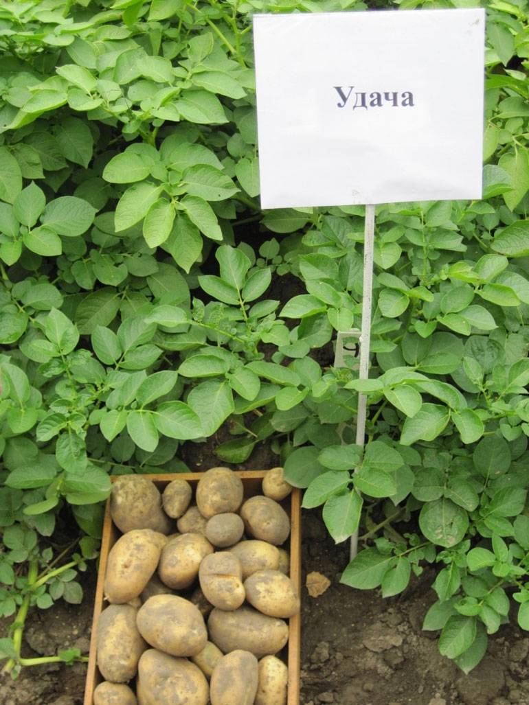 Сорт картофеля зекура: подробное описание, условия выращивания и фото русский фермер