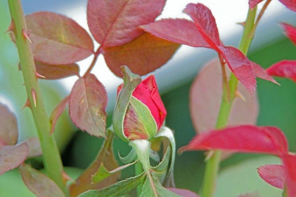 Почему сохнут бутоны у розы садовой