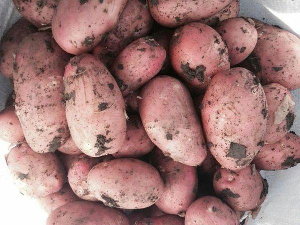Сорт картофеля беллароза: описание, посадка и уход русский фермер