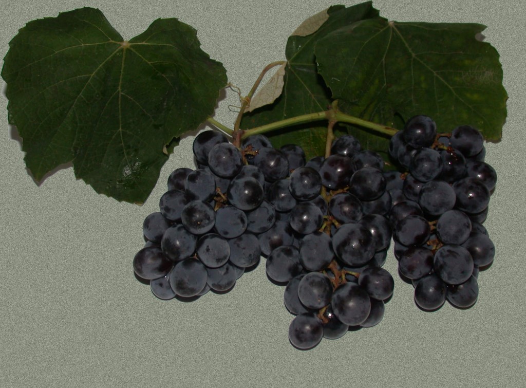 Виноград джони – крупные ягоды с отличным вкусом