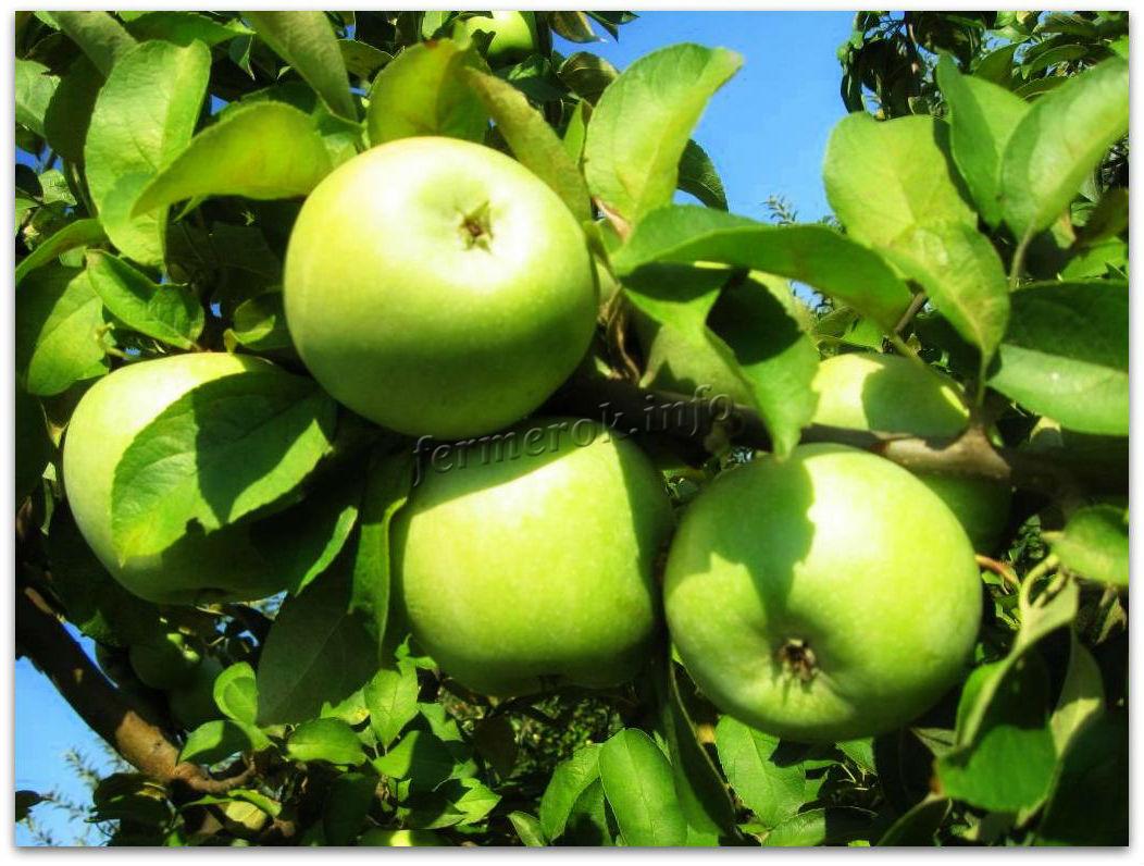 ✅ о яблоках семеренко: описание и характеристики сорта, выращивание саженцев - tehnomir32.ru