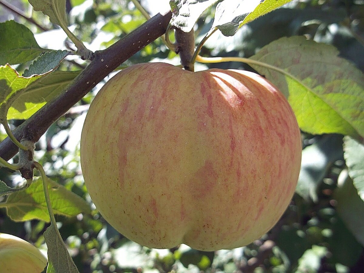 Сорт яблок с поразительной зимостойкостью — коричный новый