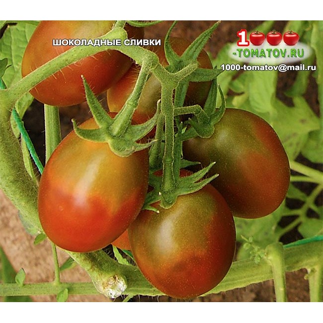 ᐉ "сливка медовая" томат, описание этого сорта, уход за помидорами - orensad198.ru