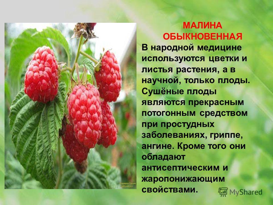 Презентация о малине