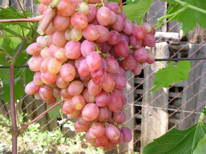 Описание плодового винограда кишмиш лучистый: преимущества и недостатки