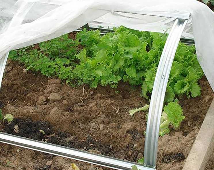 Правильная земля для укропа: выращивание и посадка растения в открытом грунте и домашних условиях