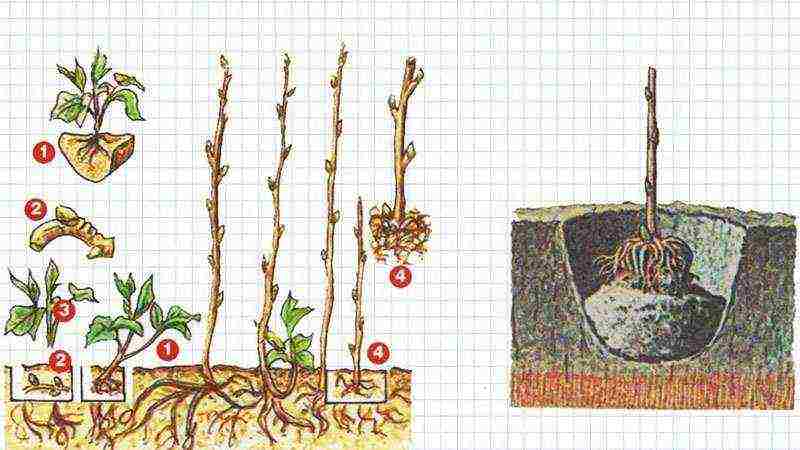 Малина выращивание и уход , выращивание малины из семян -  vsadu.ru