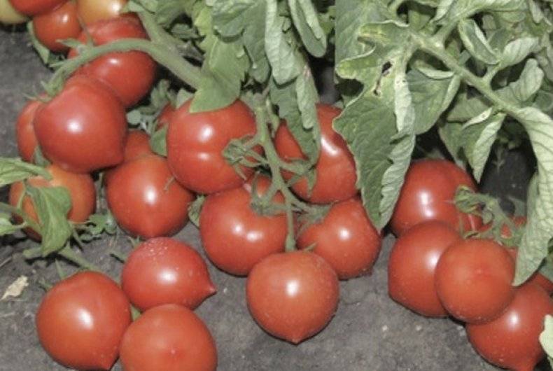 Описание и выращивание томата «любовь земная» для открытого грунта