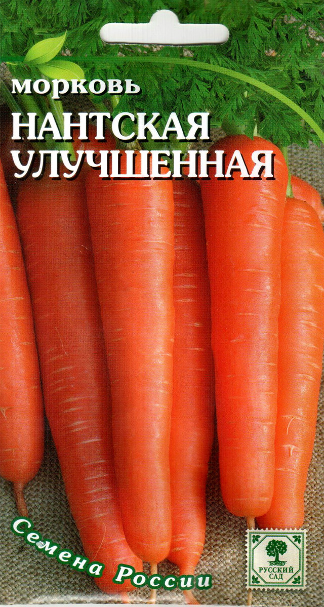 Самое важное о сочном источнике каротина — моркови каротель