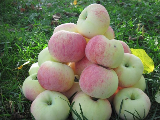 Лучшие сорта яблонь для подмосковья: летние, зимние, осенние. описание и фото