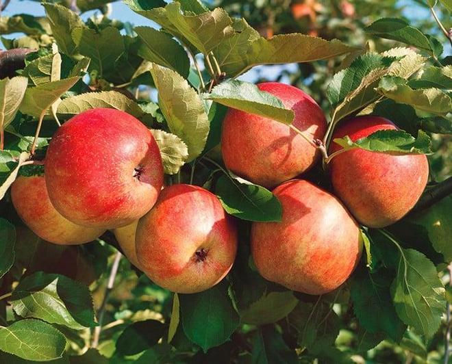Яблоня коричное полосатое — подробное описание сорта