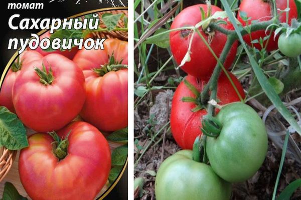 Томат сахарный пудовичок - описание сорта, характеристика, урожайность, отзывы, фото