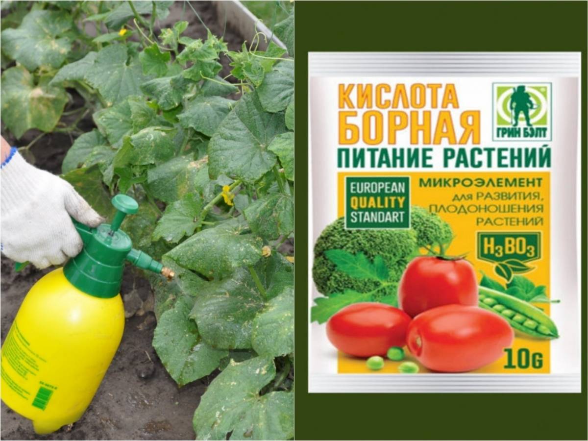 Нашатырный спирт для рассады, подкормка, применение