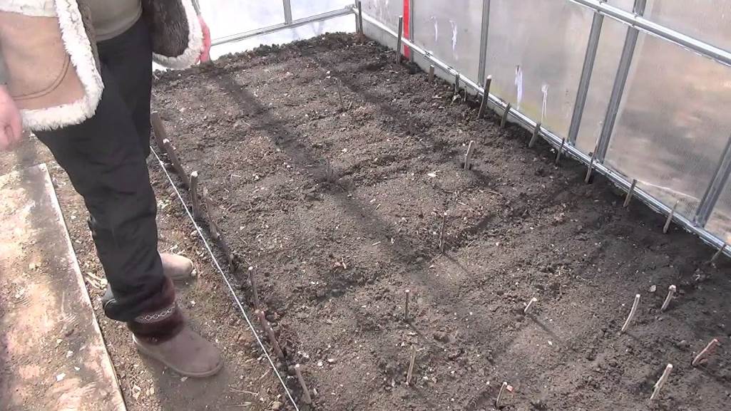 Подготовка почвы в теплице под помидоры весной: как вырастить здоровый урожай
