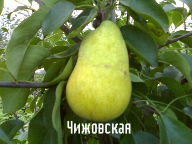 Груша чижовская фото и описание сорта фото