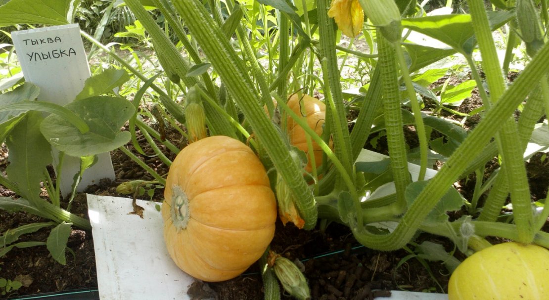 Особенности выращивания тыквы на урале: рассадный и прямой способ посева