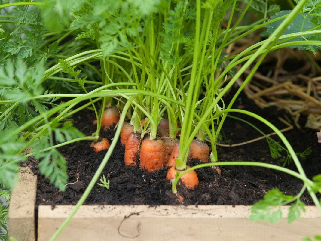 Выращивание моркови в открытом грунте: видео подготовки семян, почвы, уход за морковью