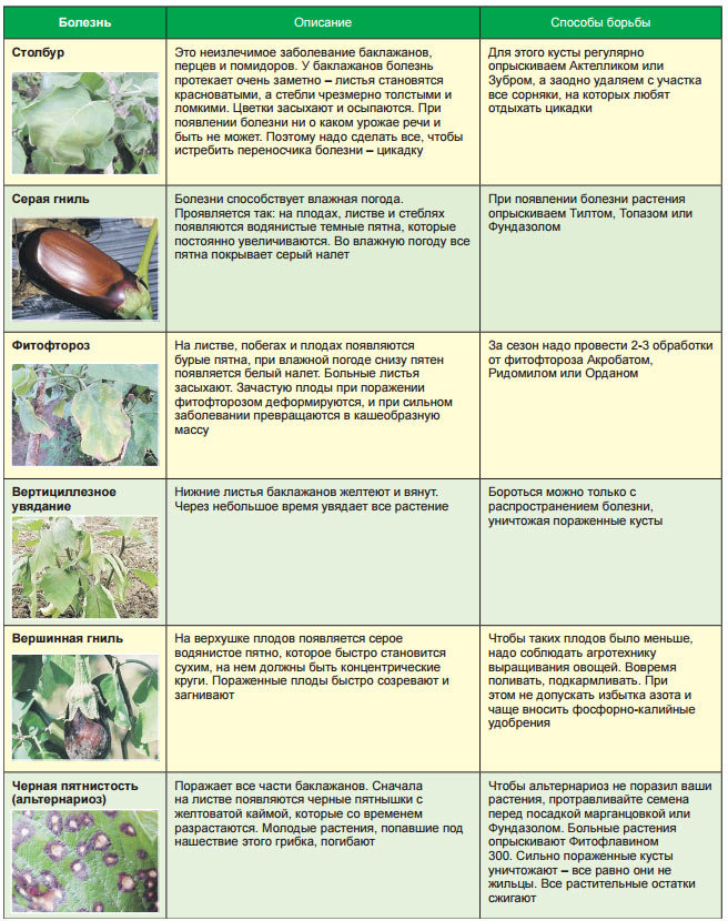 Сорта растений, устойчивые к болезням и вредителям