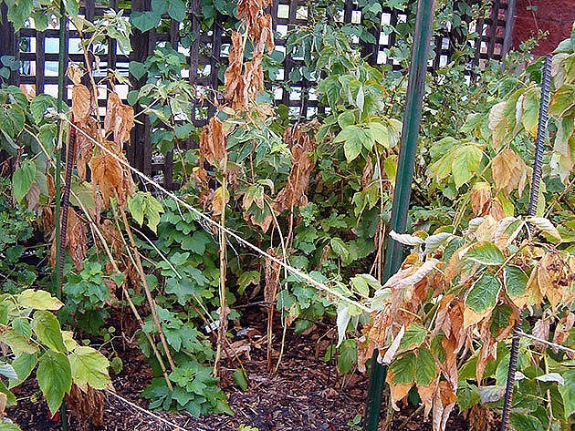 Почему на черной смородине опадают листья. что делать, если у смородины желтеют листья