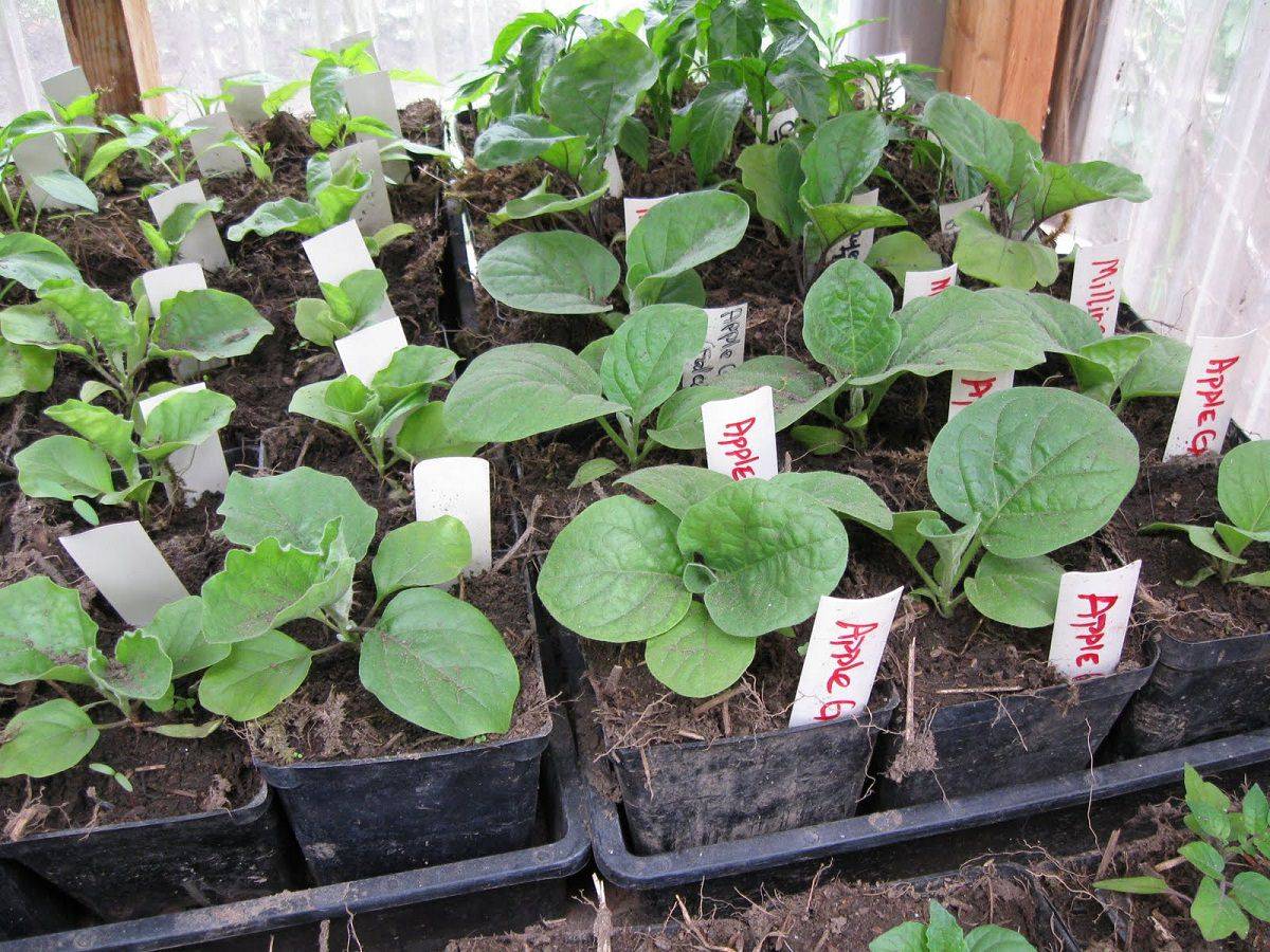 Баклажаны – посев семян и выращивание рассады