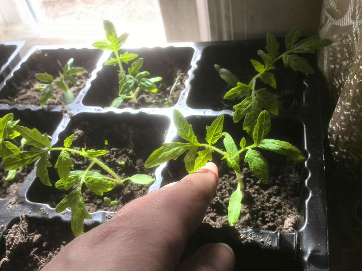Как пикируют томаты для получения хорошего урожая: секреты огородников