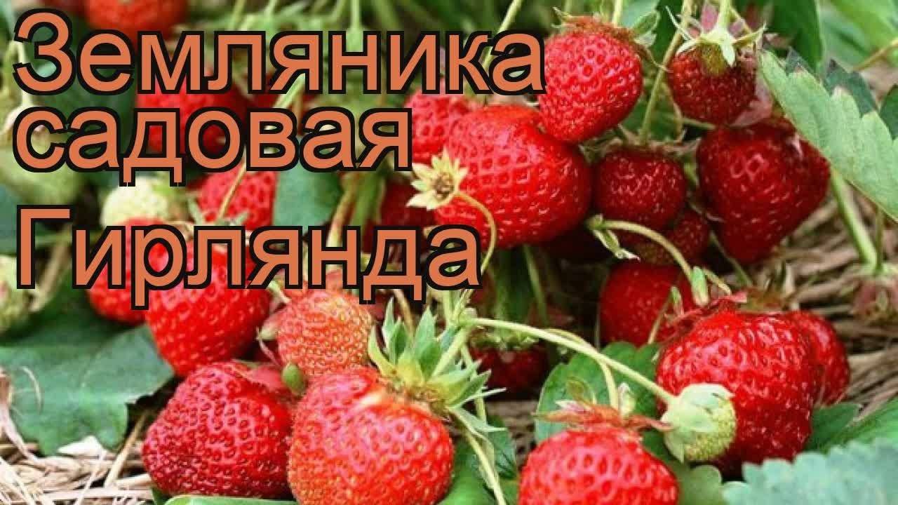 Клубника гирлянда фото и описание