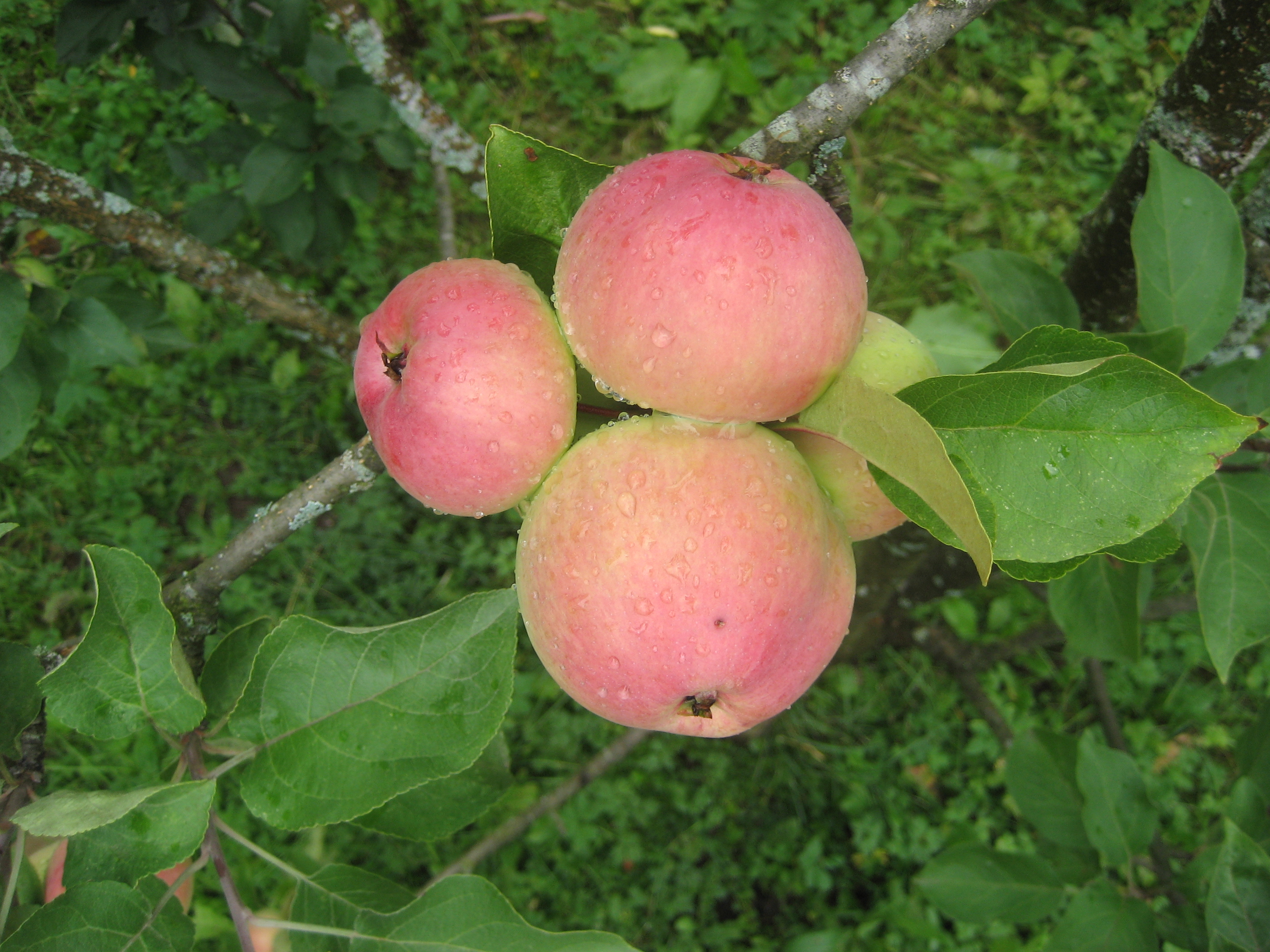 Московская грушовка яблоня фото и описание сорта