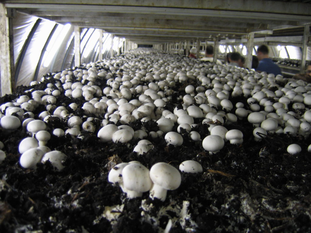 Промышленное выращивание белых грибов в домашних условиях. выгодное грибоводство. | cельхозпортал