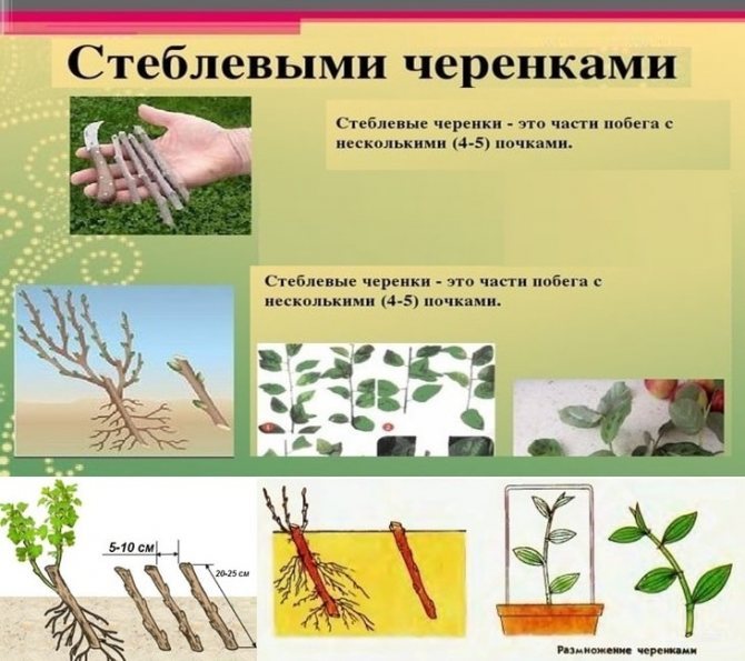 Смородина селеченская 2: отзывы, фото, описание сорта, посадка и уход, выращивание и размножение, морозостойкость, урожайность