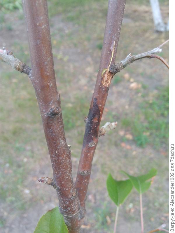 Болезнь яблонь черный рак, как лечить поврежденное растение, а также сорта устойчивые к заболеванию