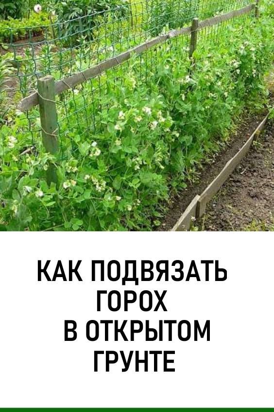 Как подвязывать горох фото