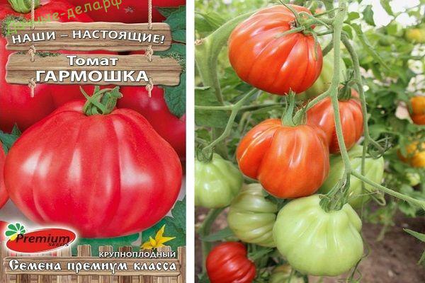 Описание томата Гармошка, правила выращивания сорта в открытом грунте и теплице