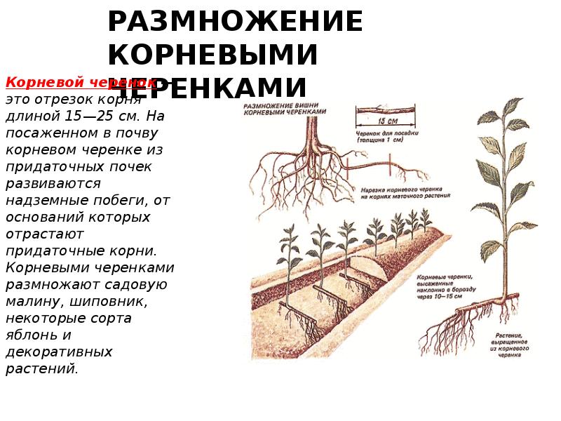 Принцип размножения черешни черенками в домашних условиях