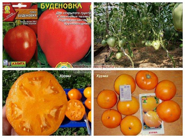Сорт томата хурма: особенности выращивания