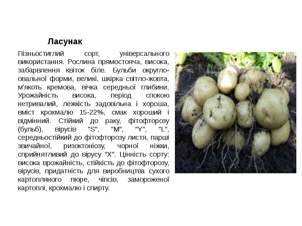 Сорт картофеля ласунок: характеристика, описание с фото, отзывы