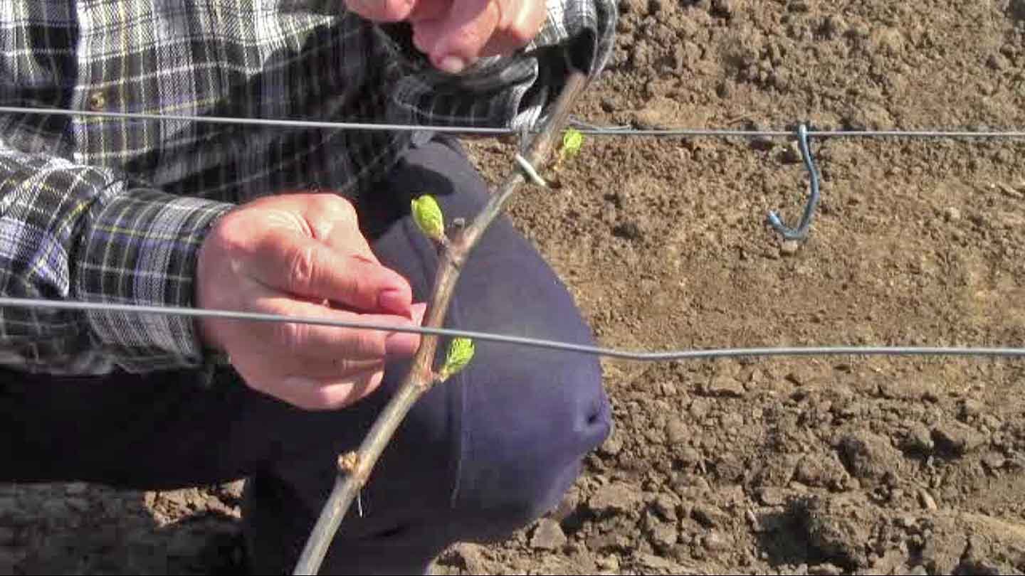 Шпалера для винограда - 125 фото и видео как построить оптимальные опоры для выращивания винограда
