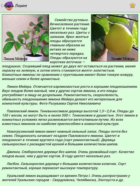 Правила и схема обрезки и формирования кроны лимона в домашних условиях для плодоношения в горшке для начинающих