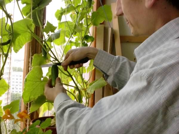 Балконные огурцы: технология посадки и выращивания