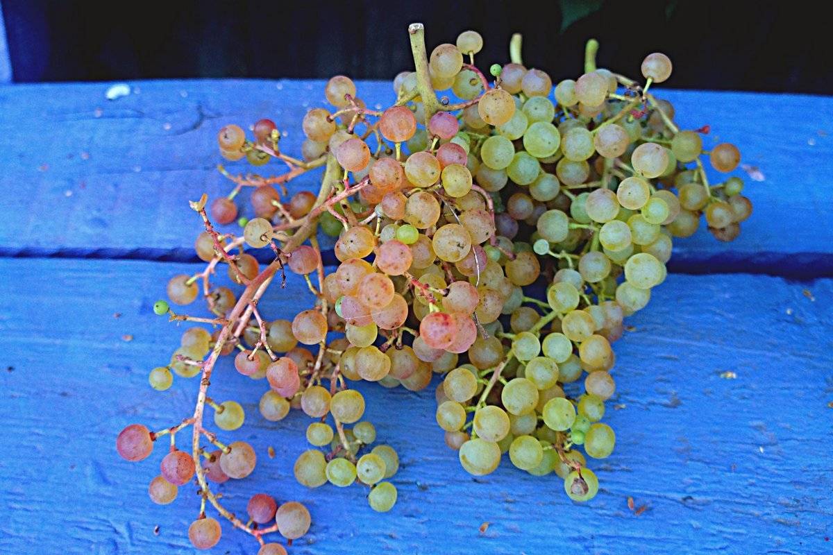 Виноград коринка русская: описание сорта, фото и отзывы садоводов