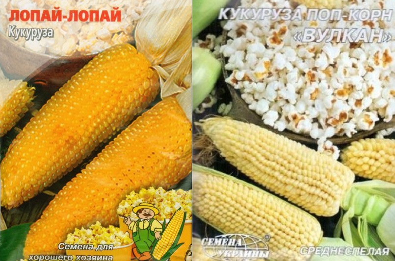 Сорта кукурузы: все о сортах и видах вкуснейшей культуры