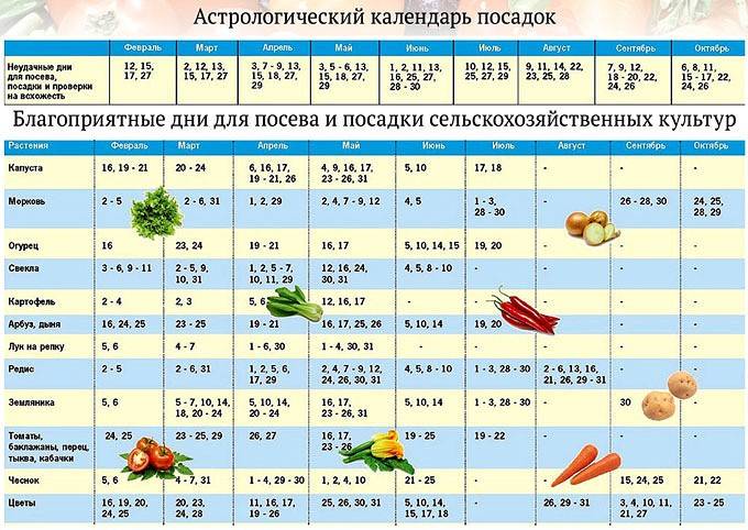 Благоприятные дни для посадки огурцов в июне 2021: когда можно и нельзя