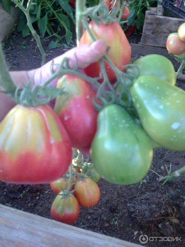 Что такое штамбовые томаты и описание лучших сортов