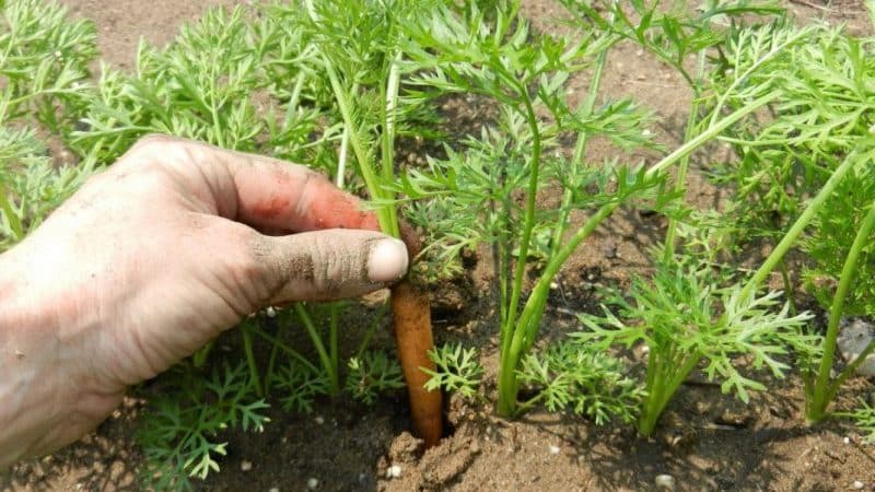 Морковь посадка и уход в открытом грунте, особенности выращивания