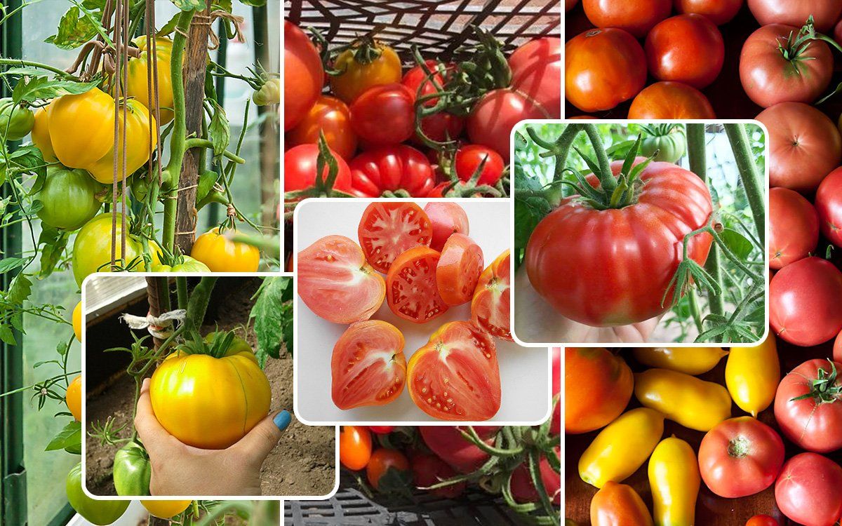 Лучшие сорта низкорослых помидоров для теплицы из поликарбоната