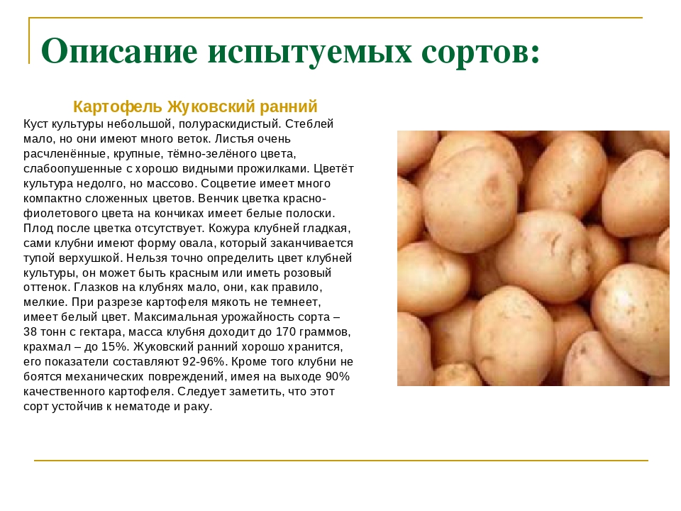 Сорт картофеля «молли» – описание и фото