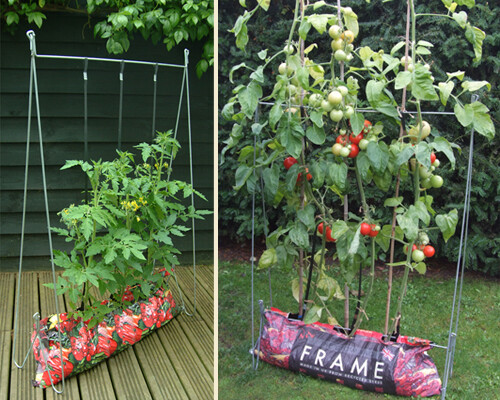 Выращивание помидоров в парнике: как правильно подготовить, когда осуществить посадку семян томатов, какие сорта выбрать и как грамотно ухаживать за сеянцами? русский фермер