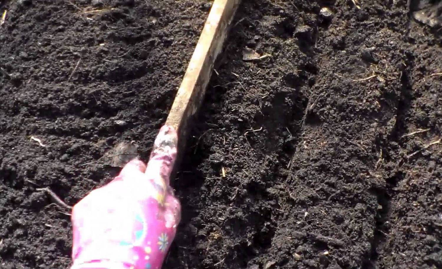 Когда сеять свеклу в открытый грунт и как правильно ухаживать: посадка и выращивание свеклы