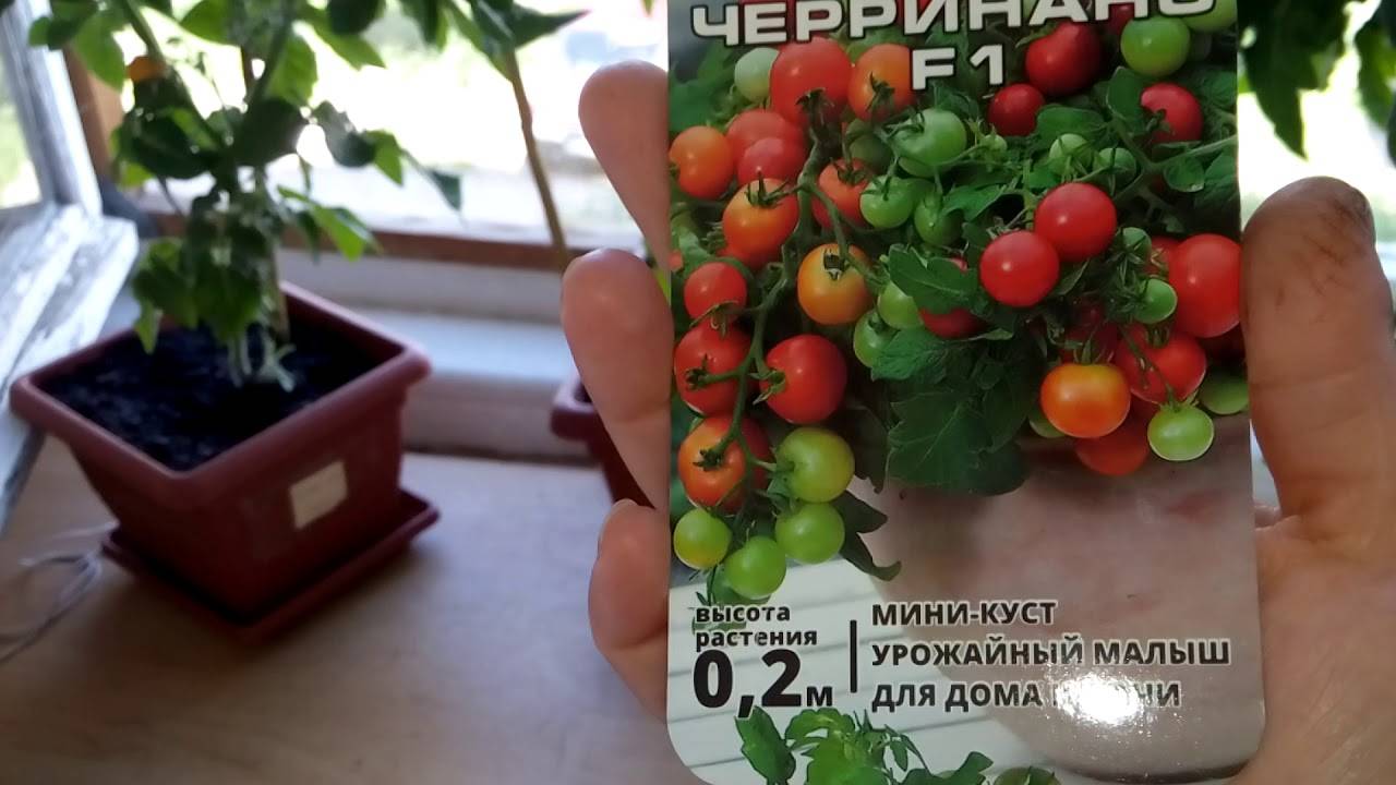Помидоры черри: описание сорта с фото, основные характеристики, калорийность и чем полезны русский фермер